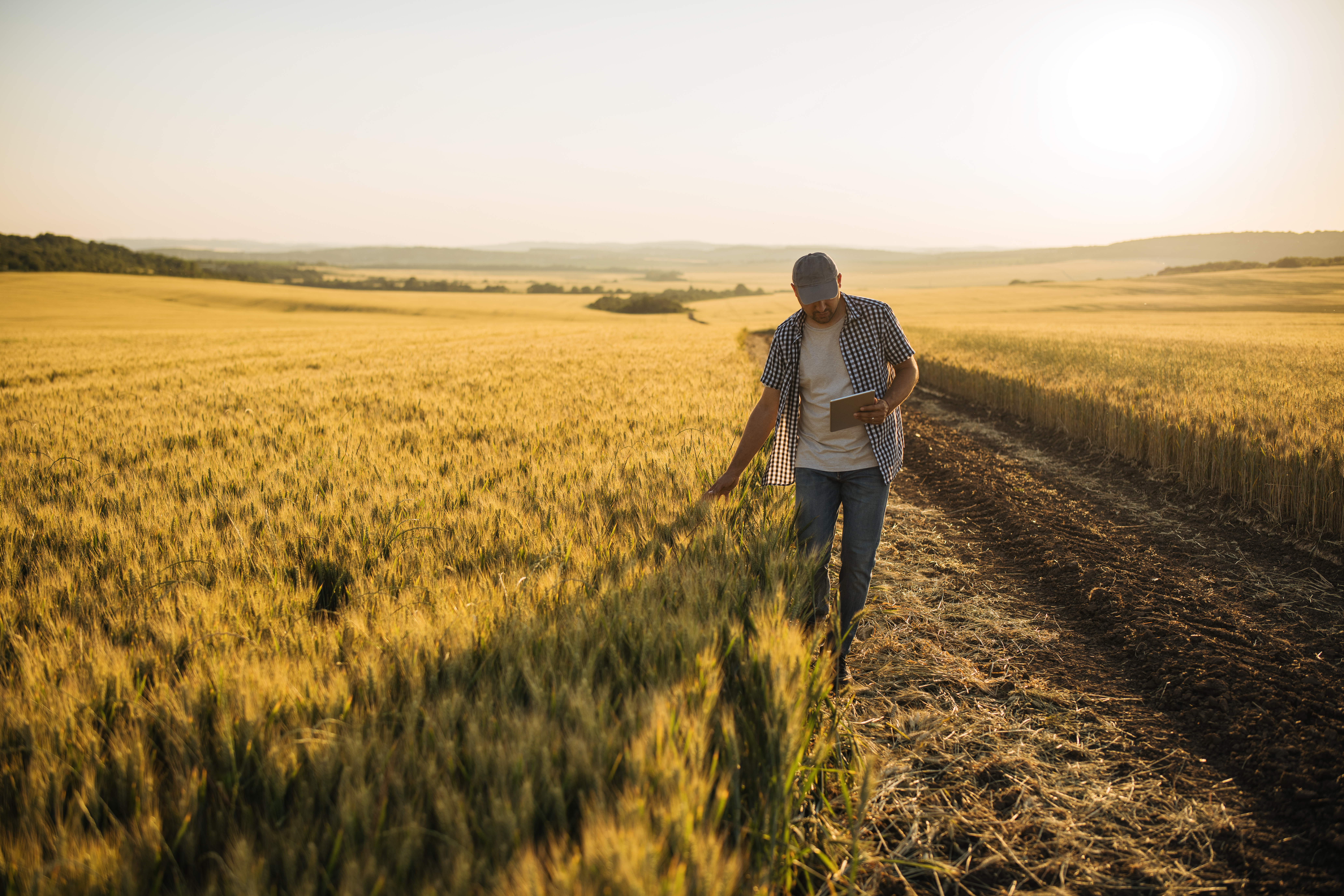 Farmer inspecting his agriculture fields during sunset.
